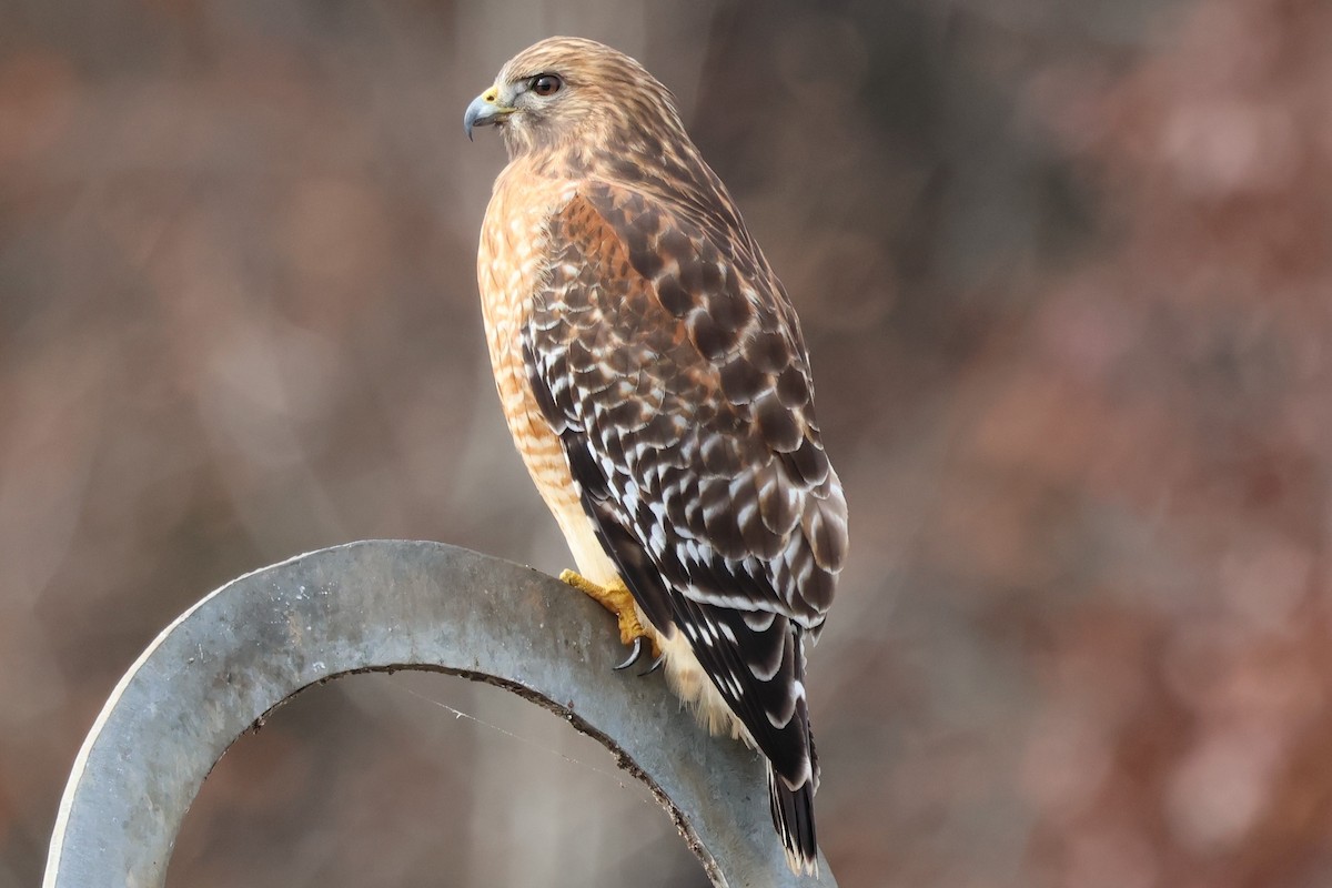 Red-shouldered Hawk - ML646381175