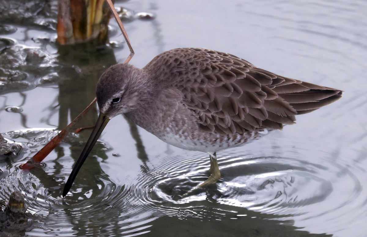 Limnodromo pettorossiccio - ML646381176