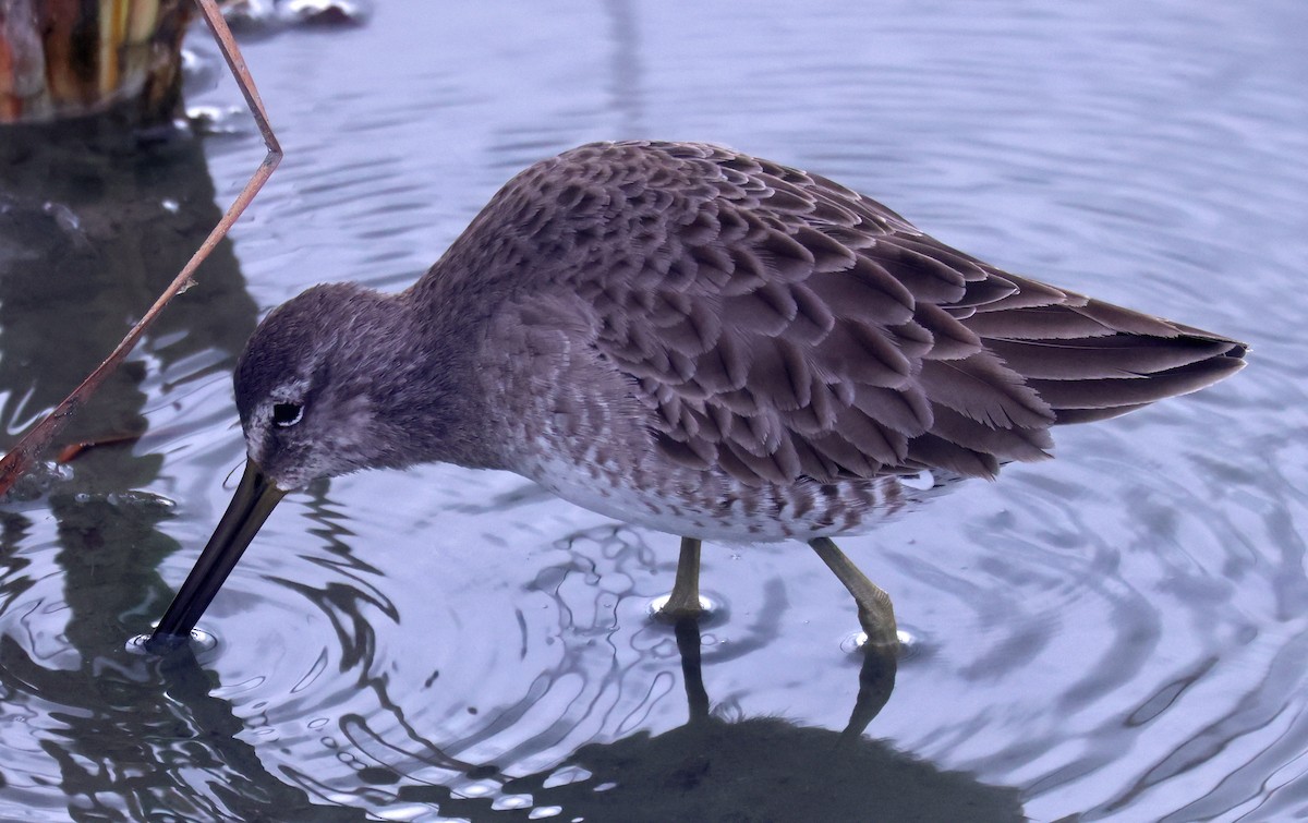 Limnodromo pettorossiccio - ML646381177