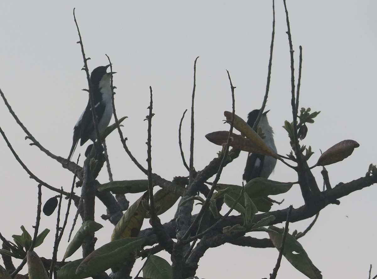 White-rumped Tanager - ML646381179