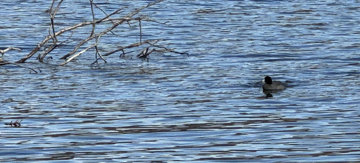 American Coot - ML646381180