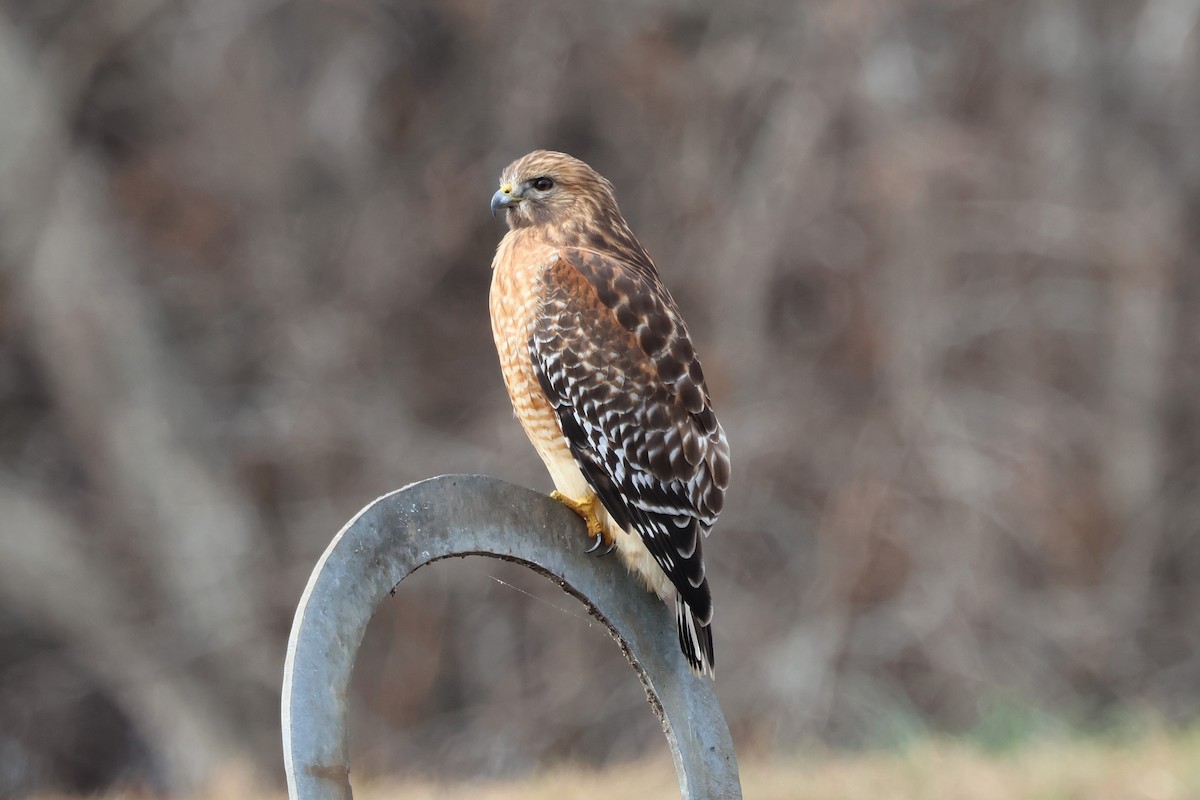 Red-shouldered Hawk - ML646381181
