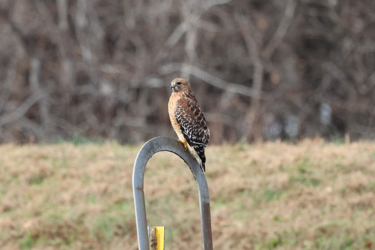 Red-shouldered Hawk - ML646381182
