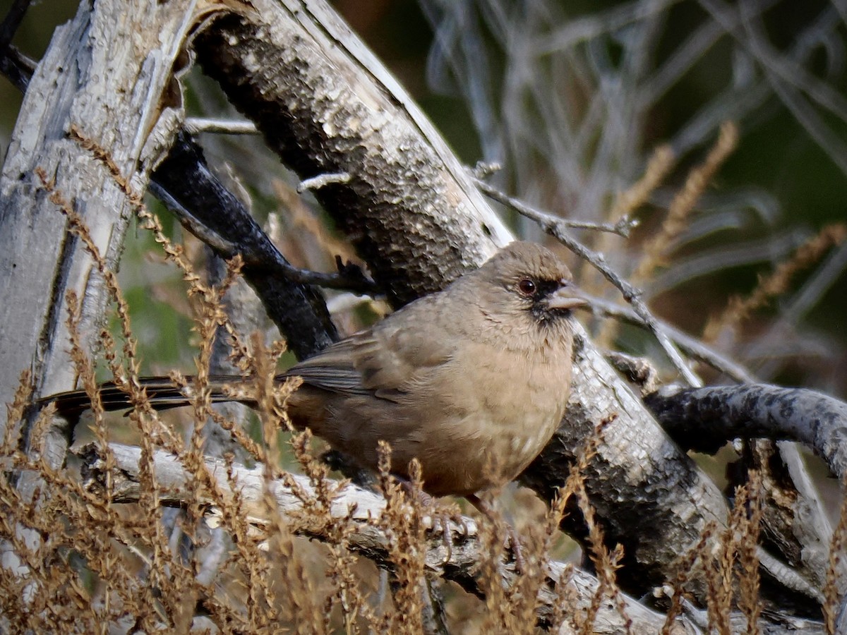 Schwarzkinn-Grundammer - ML646381183