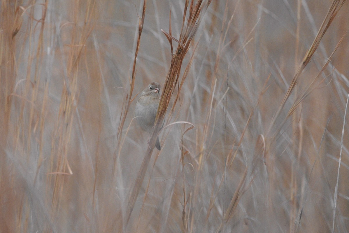 Field Sparrow - ML646381187