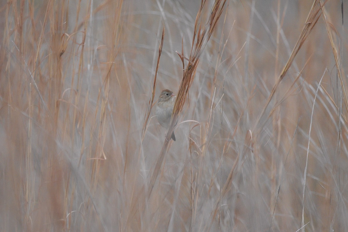 Field Sparrow - ML646381188