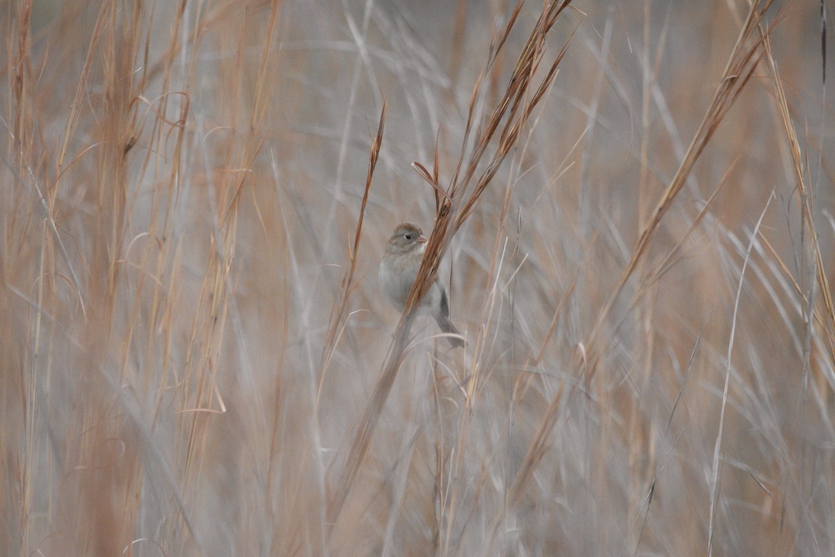Field Sparrow - ML646381189