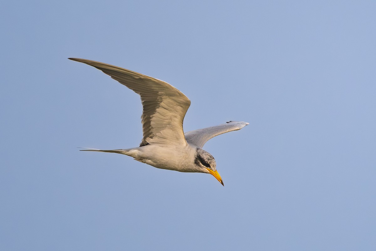 Charrán Indio - ML646381191