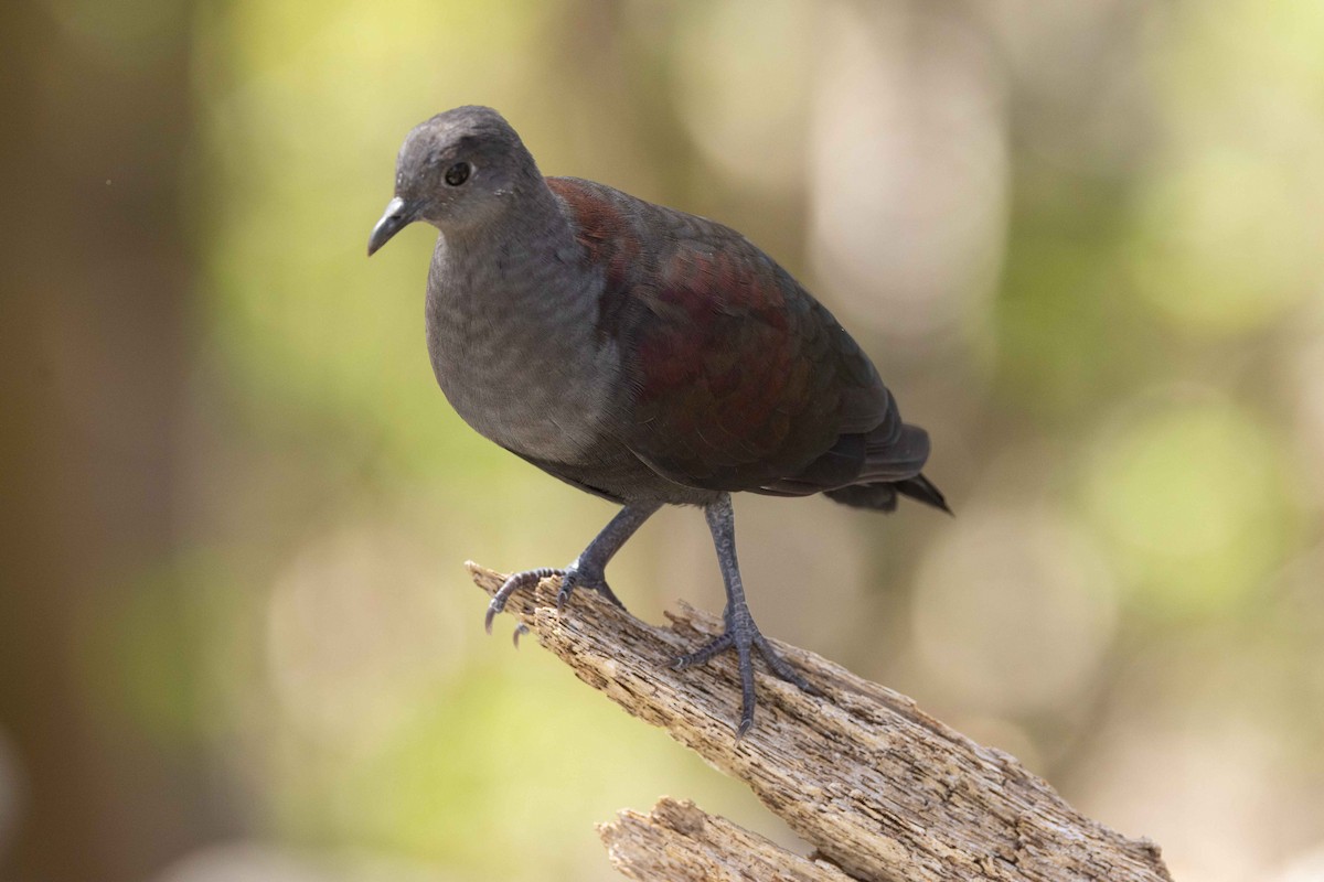 Marquesan Ground Dove - ML646381192