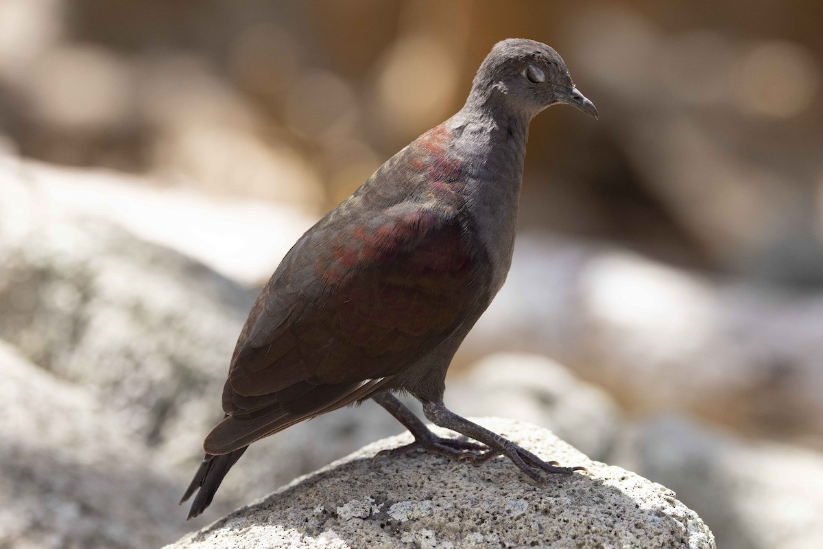 Marquesan Ground Dove - ML646381193