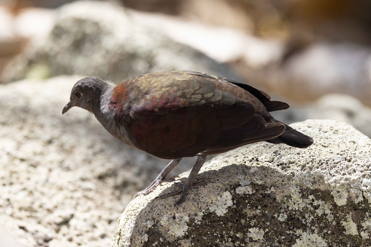 Marquesan Ground Dove - ML646381194