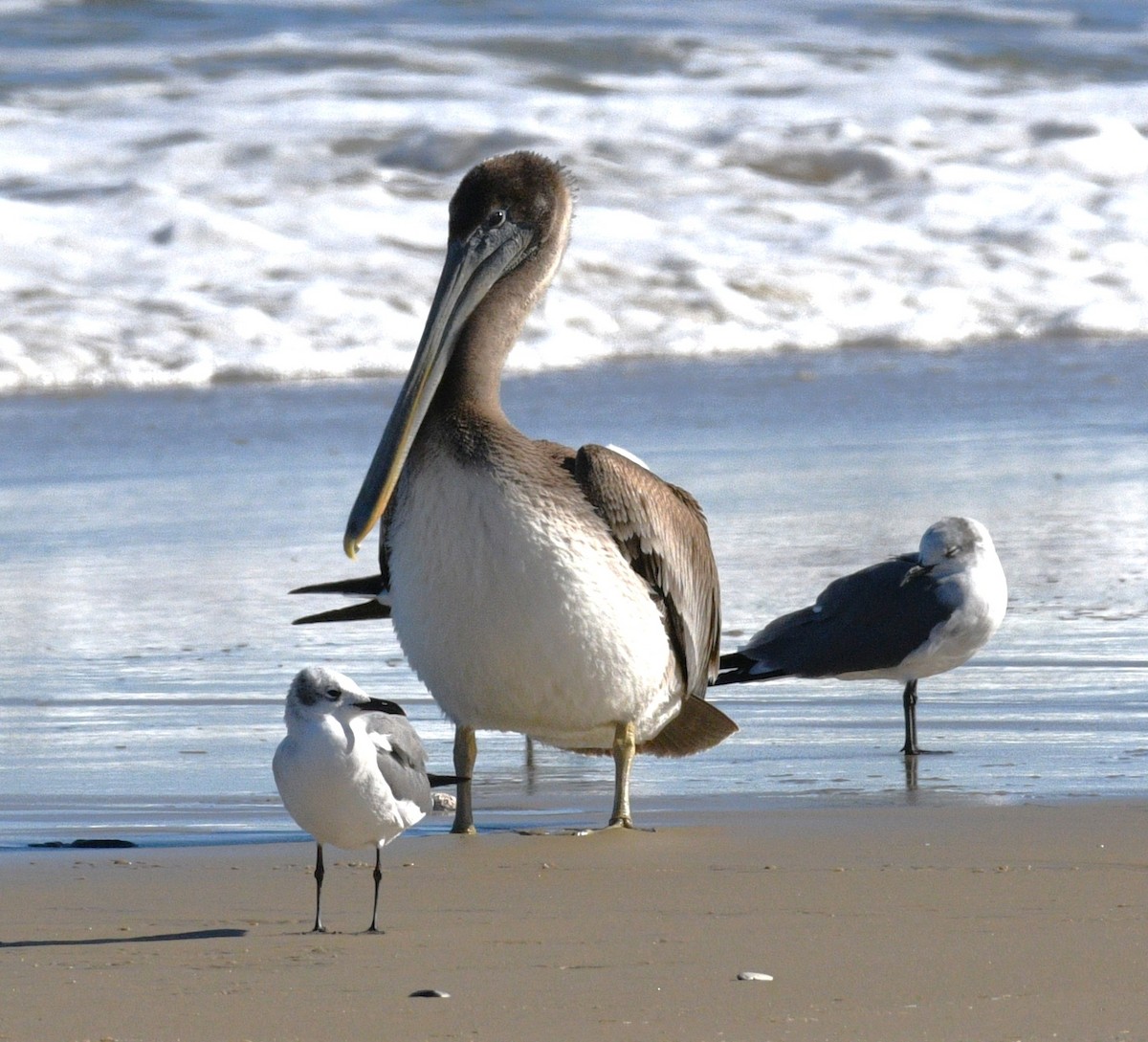 Brown Pelican - ML646381195
