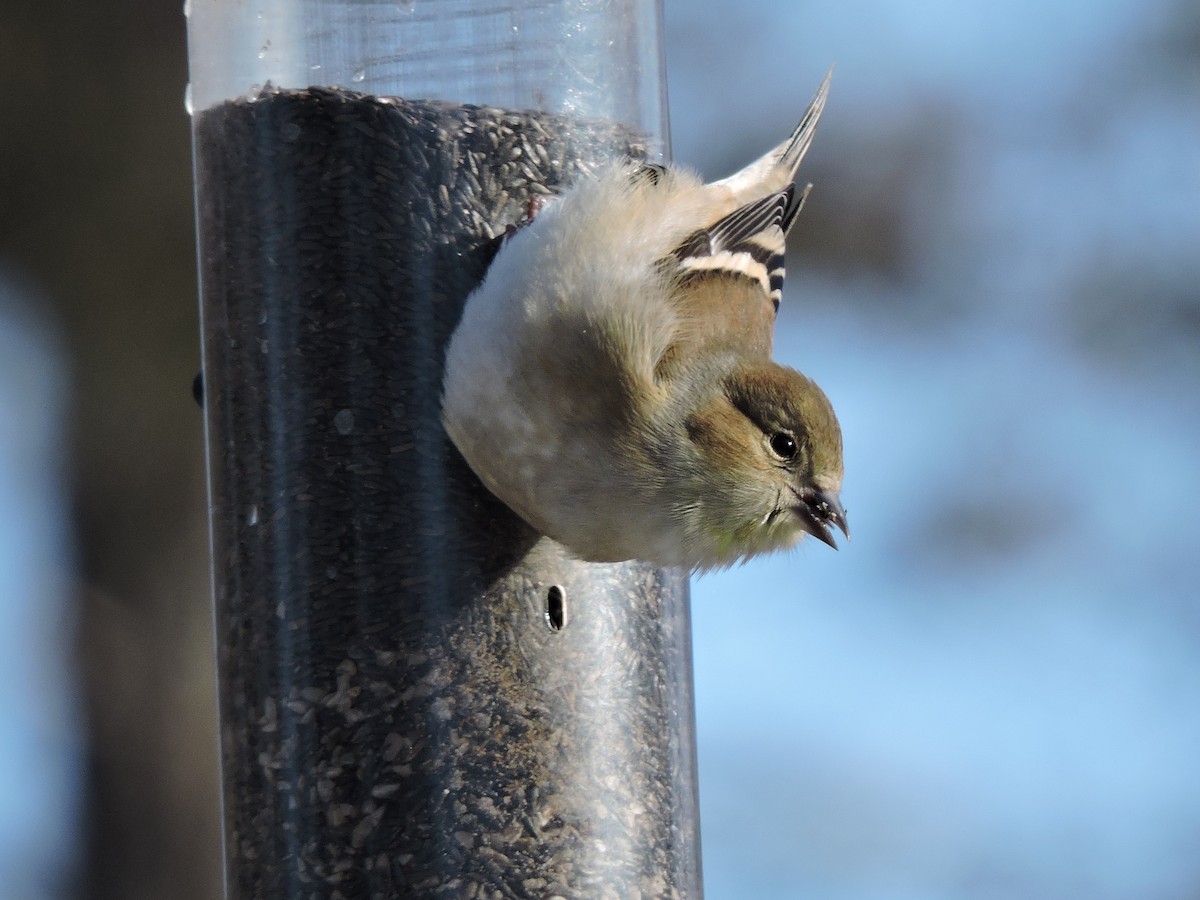 American Goldfinch - ML646381196