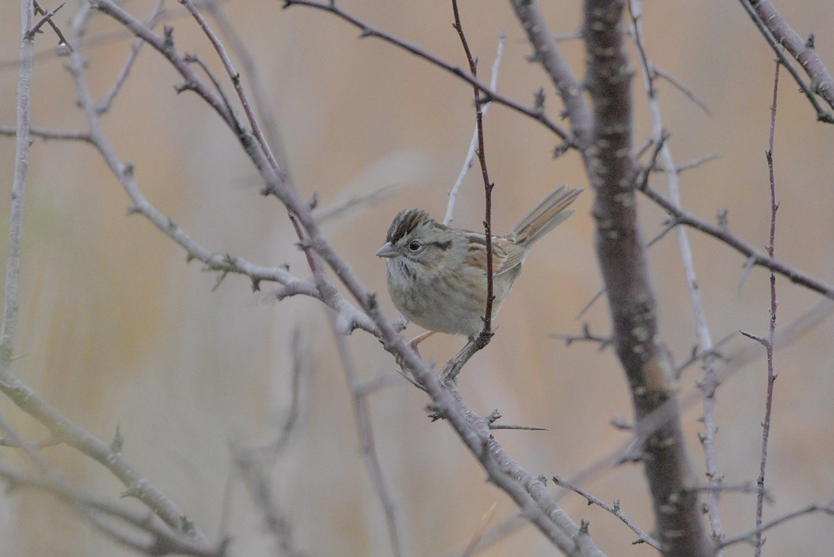 Swamp Sparrow - ML646381197