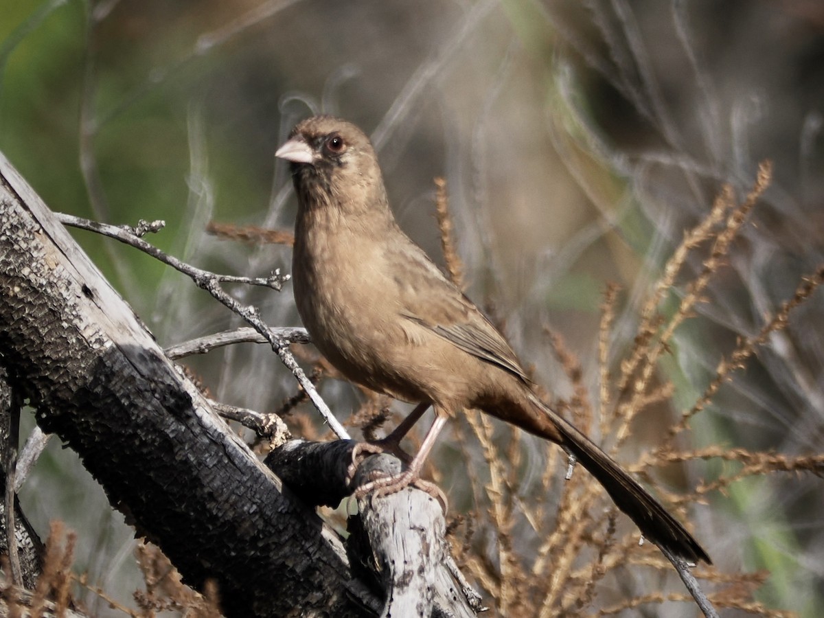 Schwarzkinn-Grundammer - ML646381198