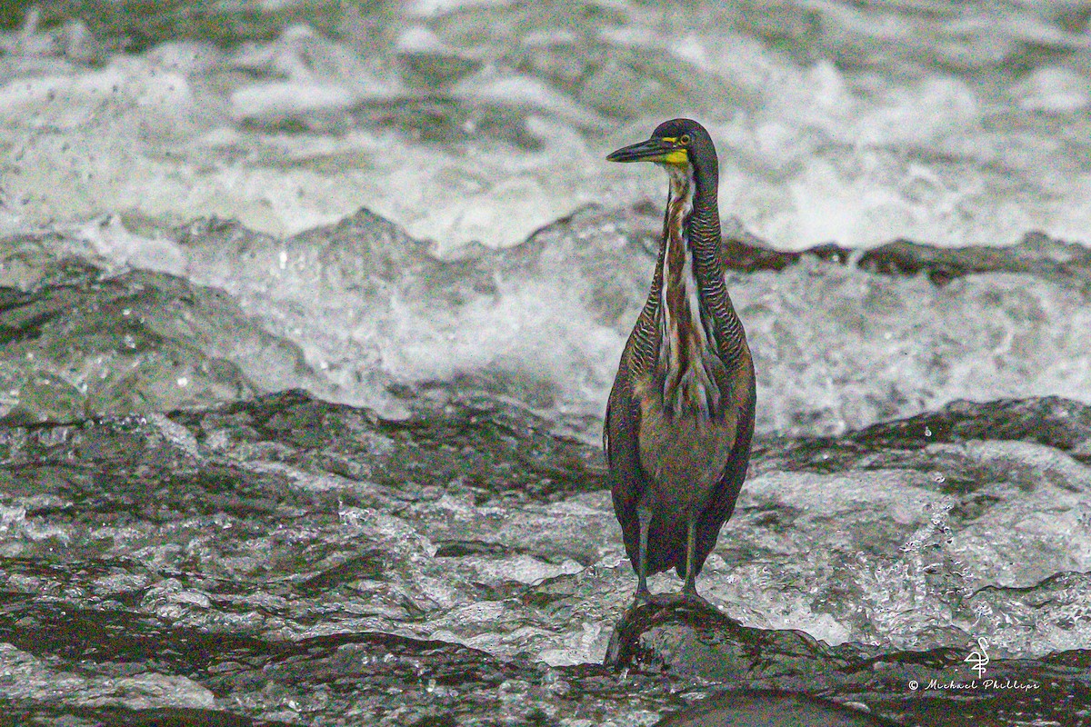 Fasciated Tiger-Heron - ML646381201
