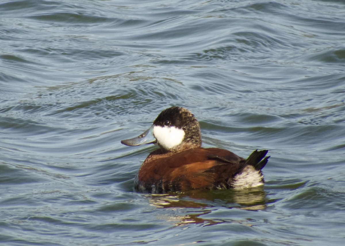 Ruddy Duck - ML646381202