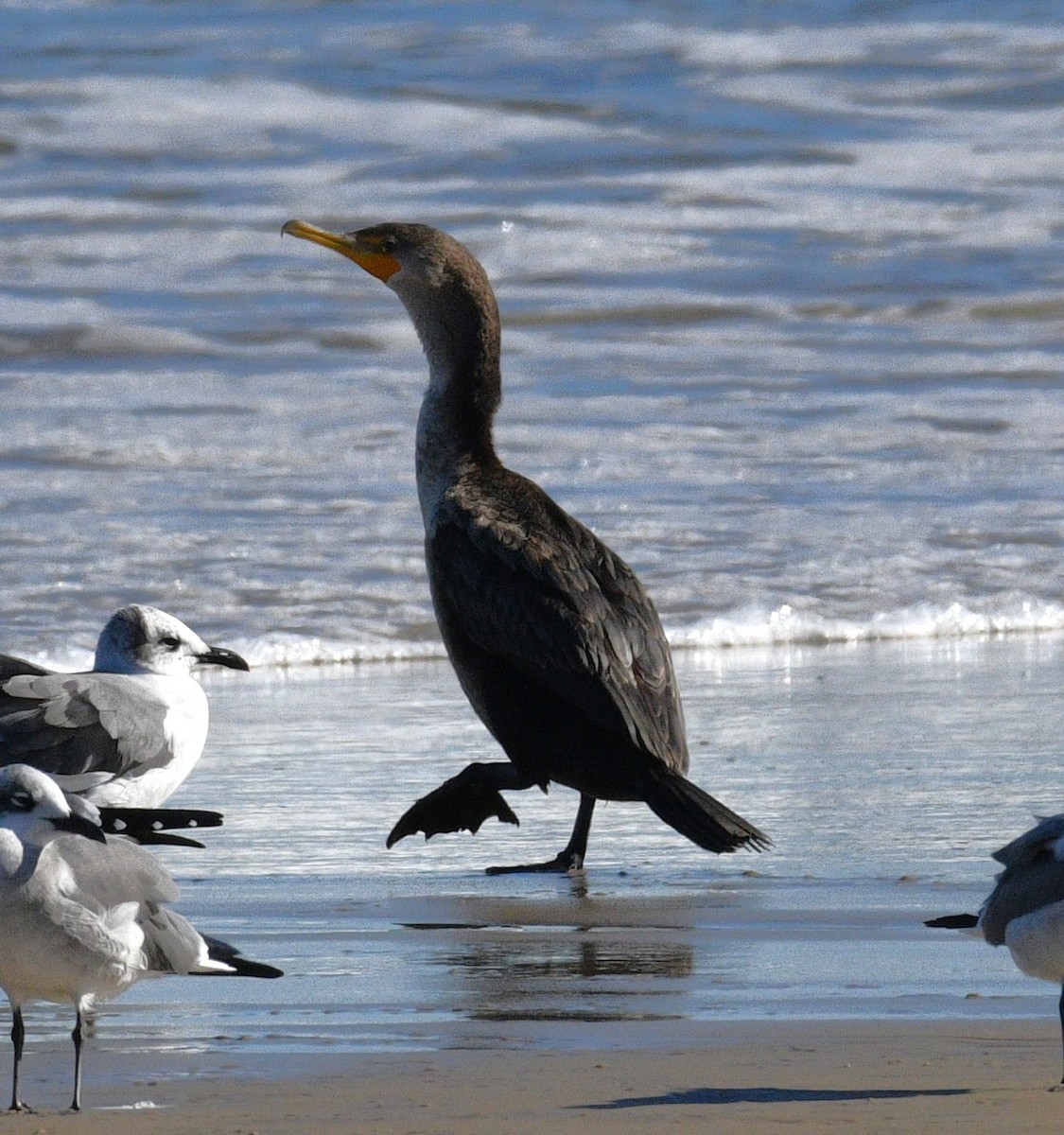 Double-crested Cormorant - ML646381203