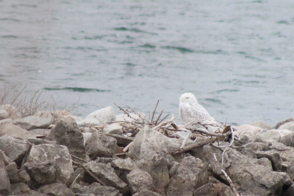 Snowy Owl - ML646381204
