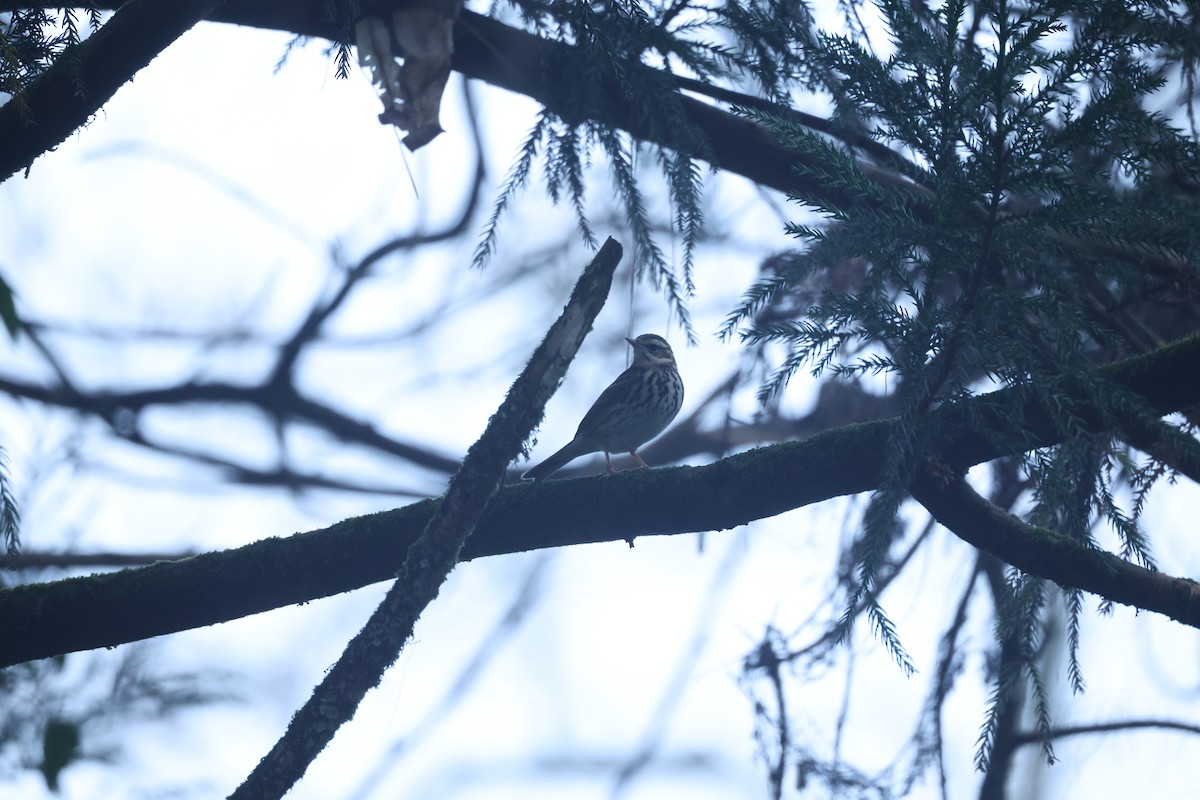 樹鷚 - ML646381214