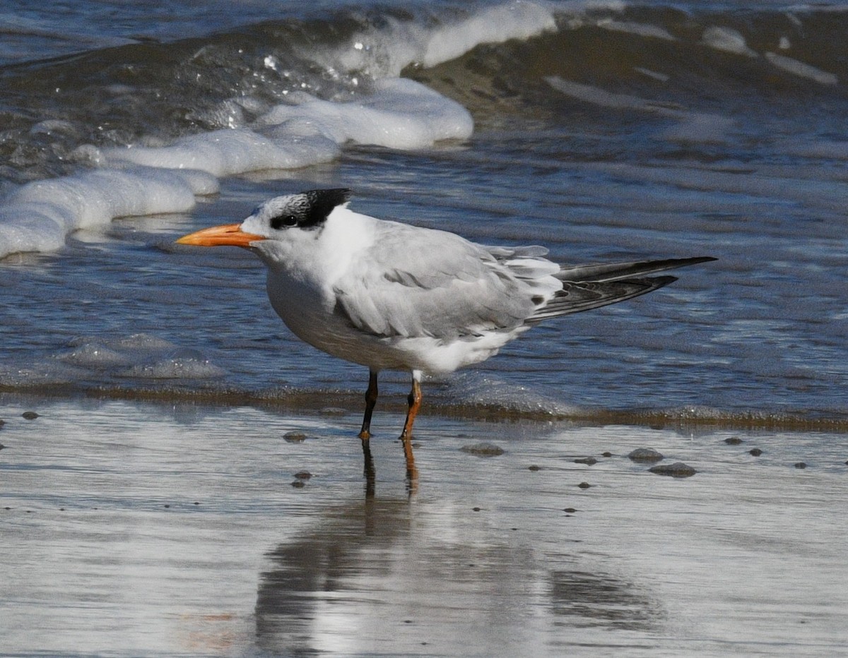 Royal Tern - ML646381215