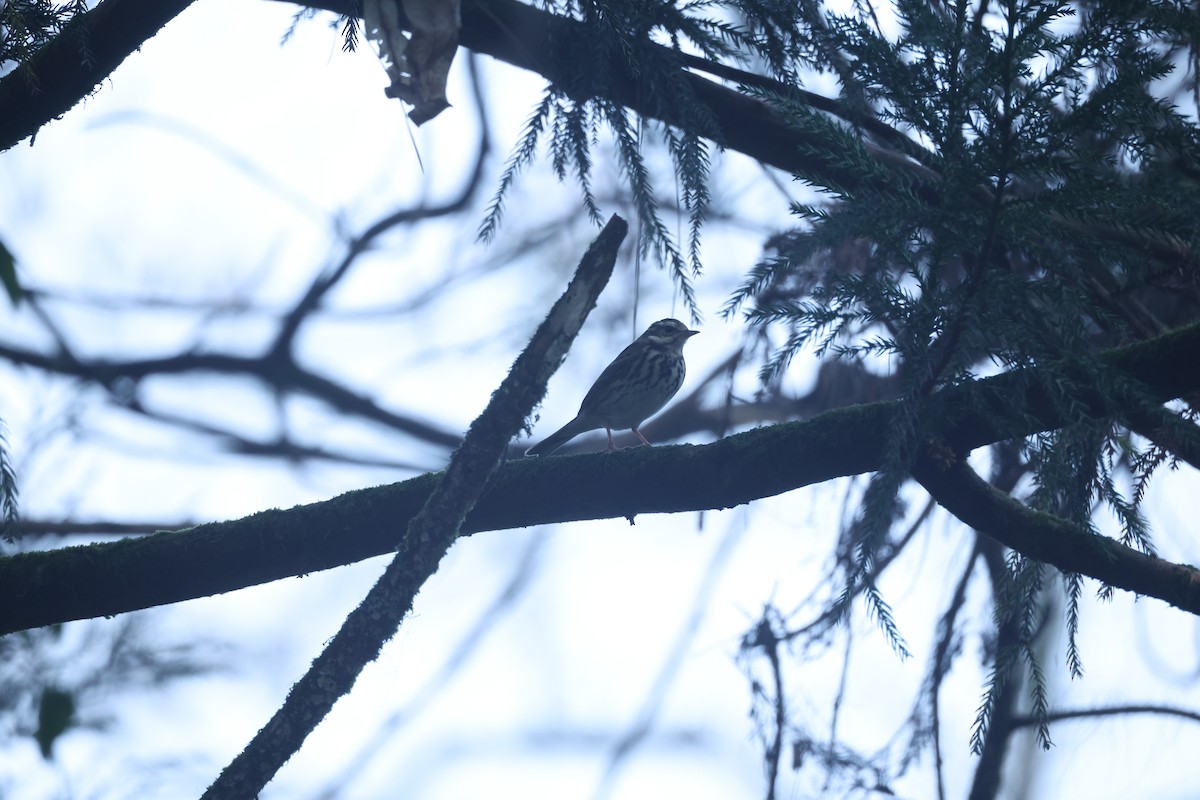 樹鷚 - ML646381217