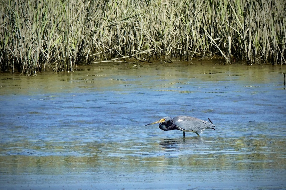 Tricolored Heron - ML646381218