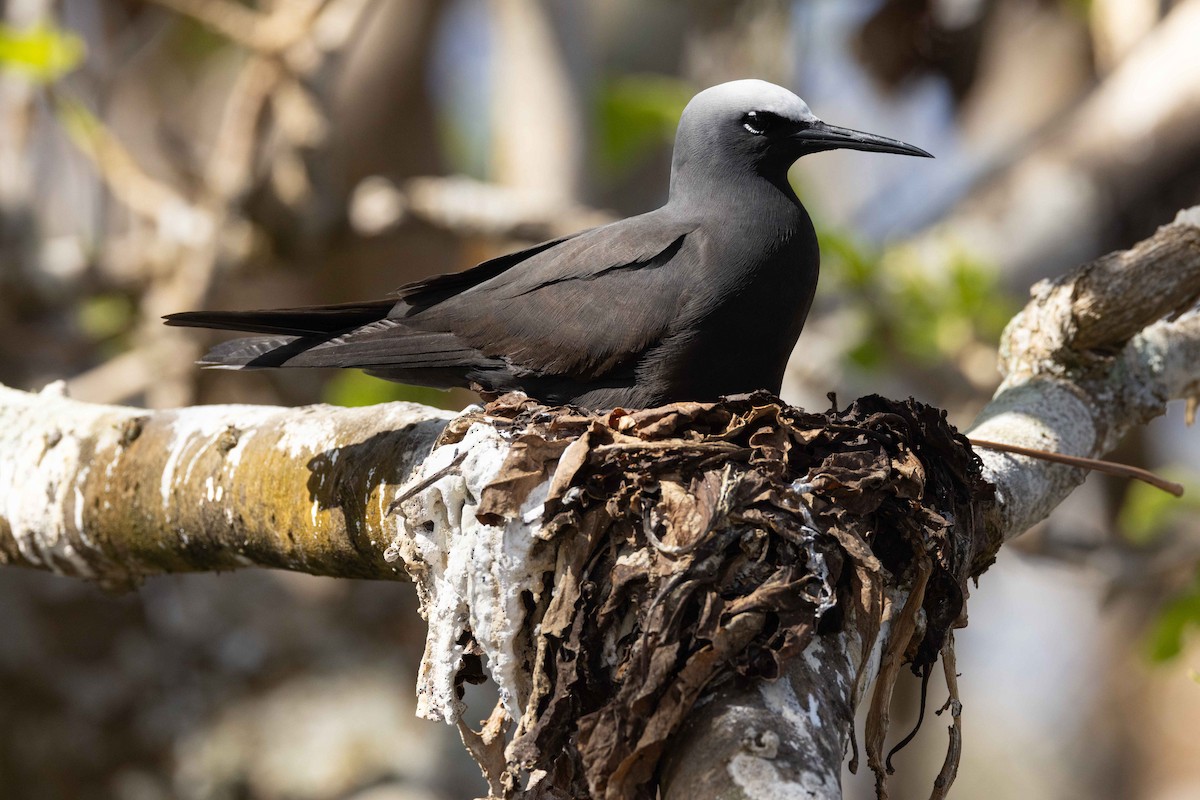 Black Noddy - ML646381219