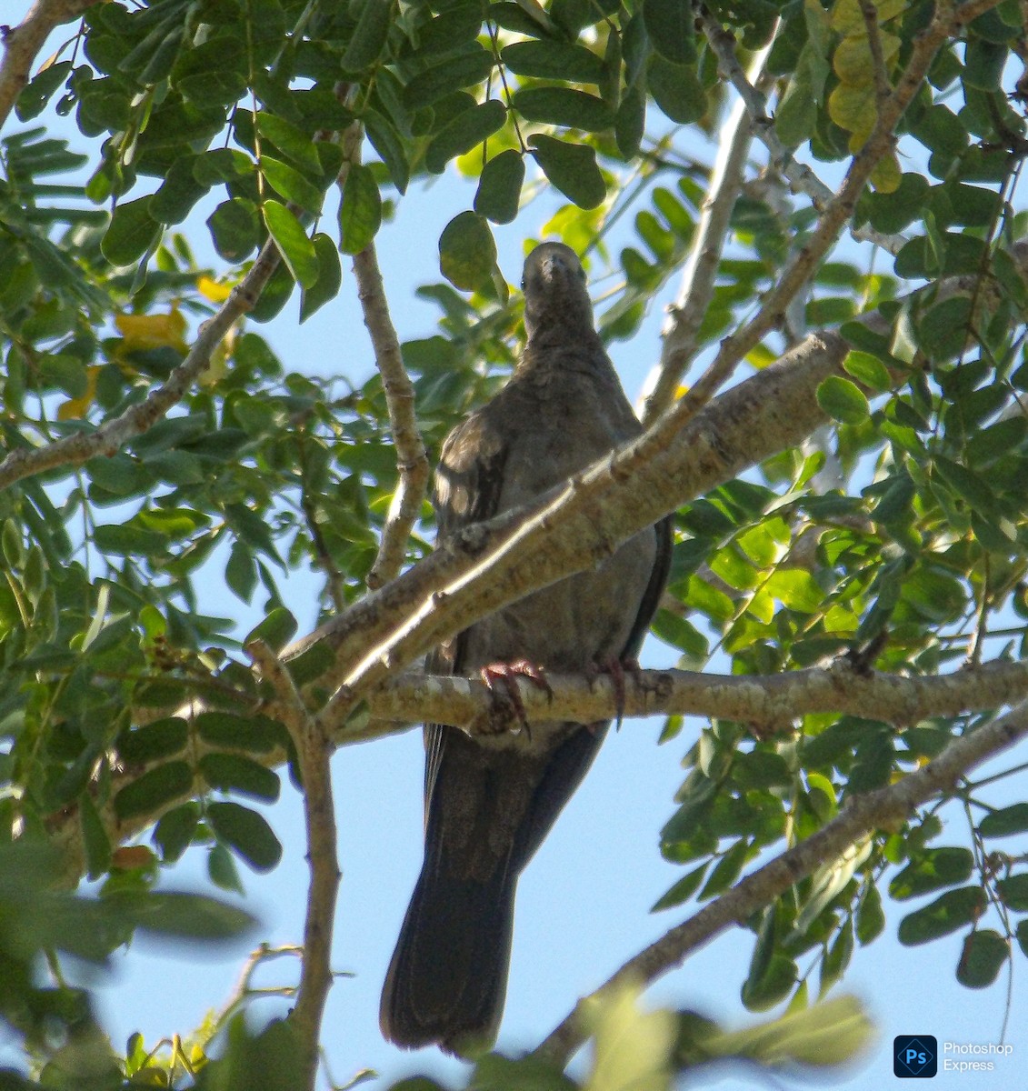 White-crowned Pigeon - ML646381228