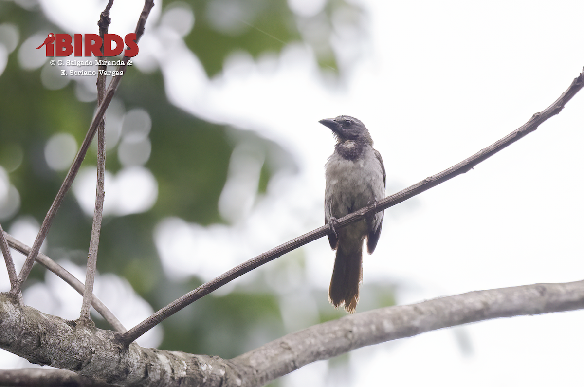 Buff-throated Saltator - ML646381229