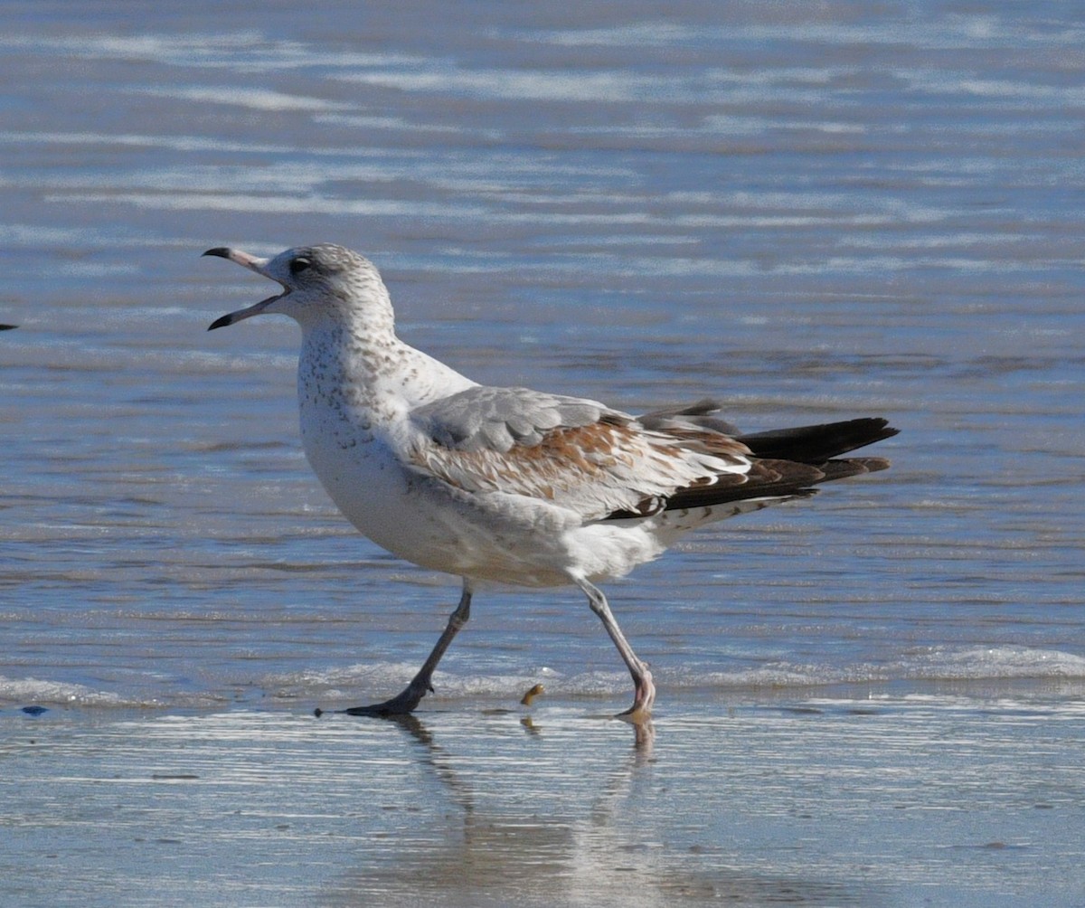 Ring-billed Gull - ML646381230