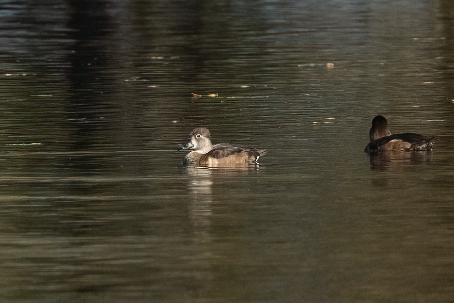Ring-necked Duck - ML646381231