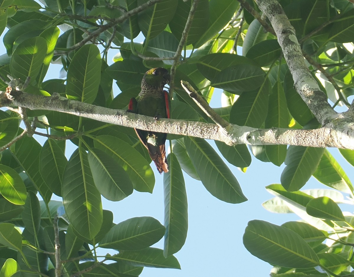 Black-capped Parakeet - ML646381232