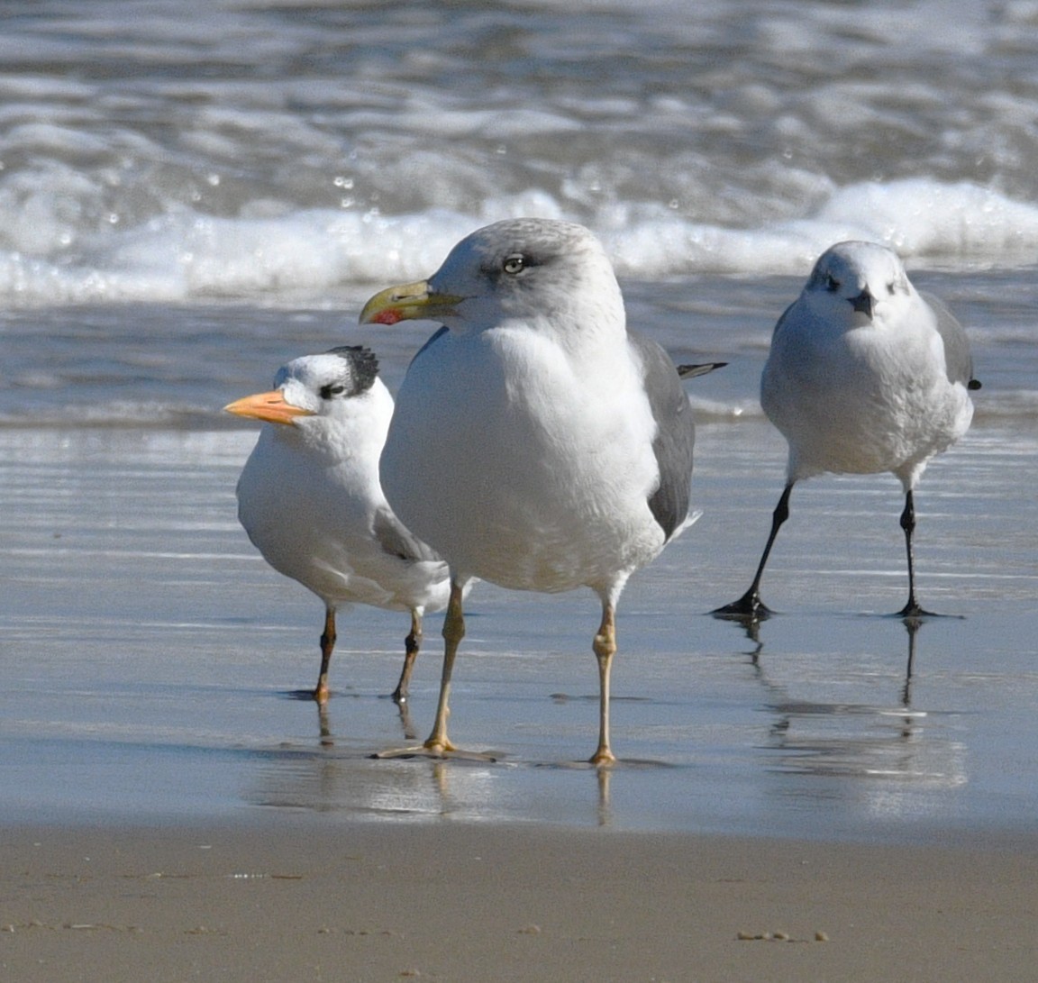 Lesser Black-backed Gull - ML646381233
