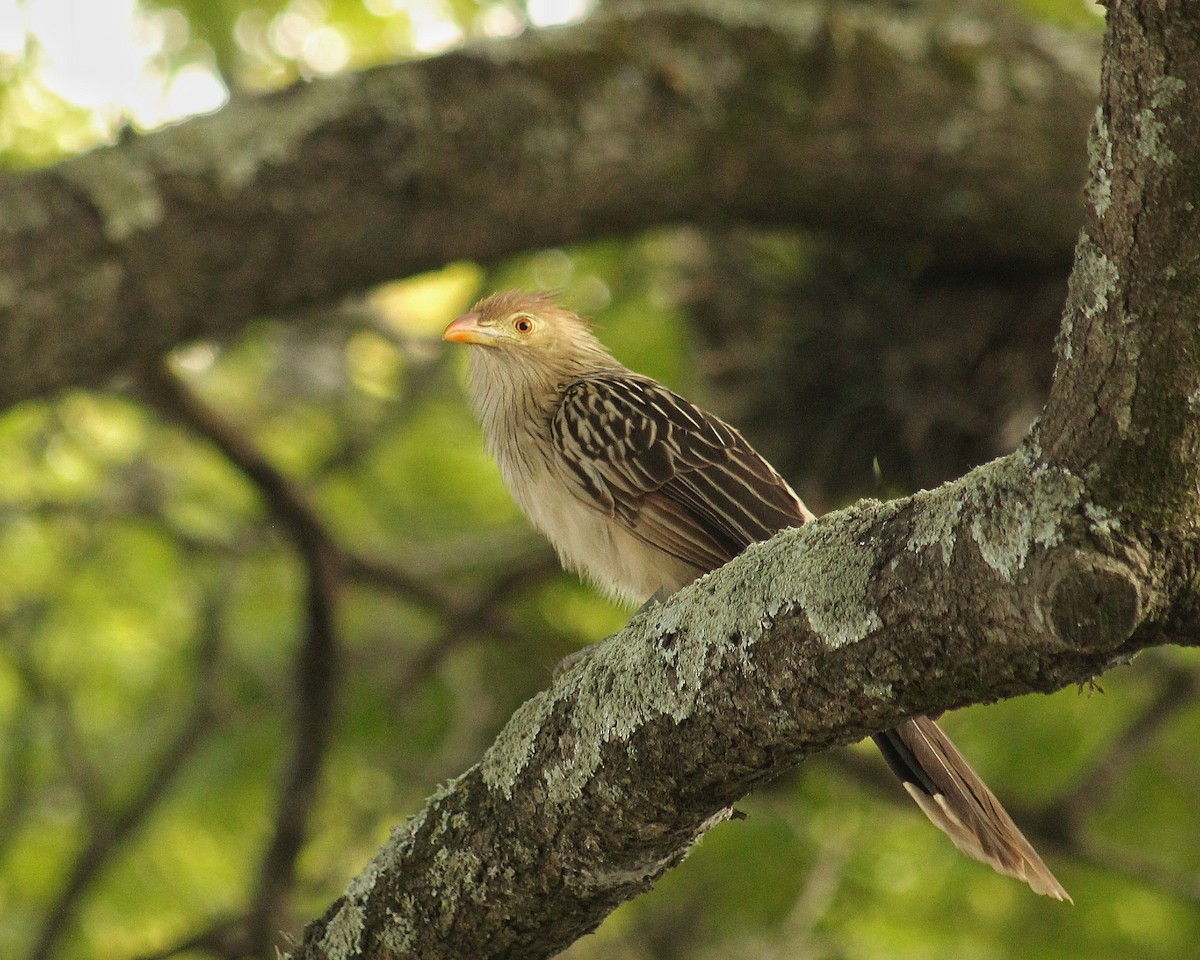 Guira kukua - ML646381234