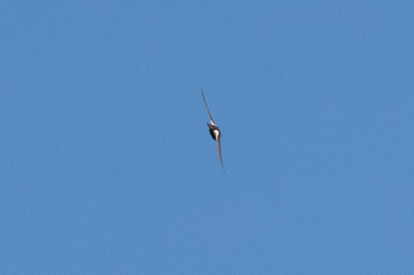 White-throated Swift - ML646381237