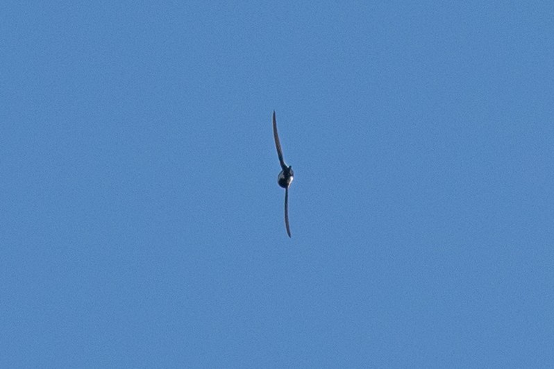 White-throated Swift - ML646381238