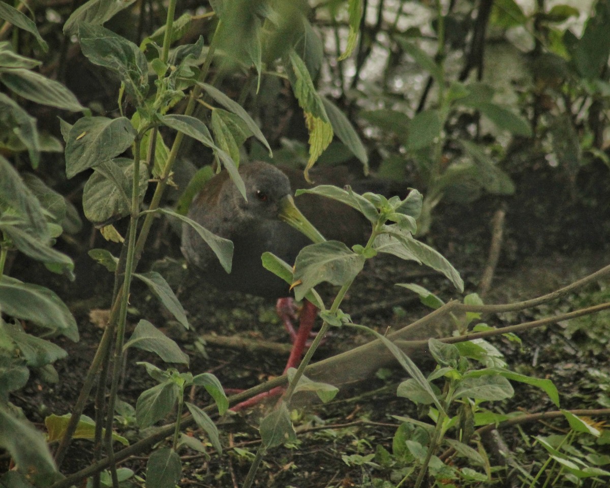 Blackish Rail - ML646381240