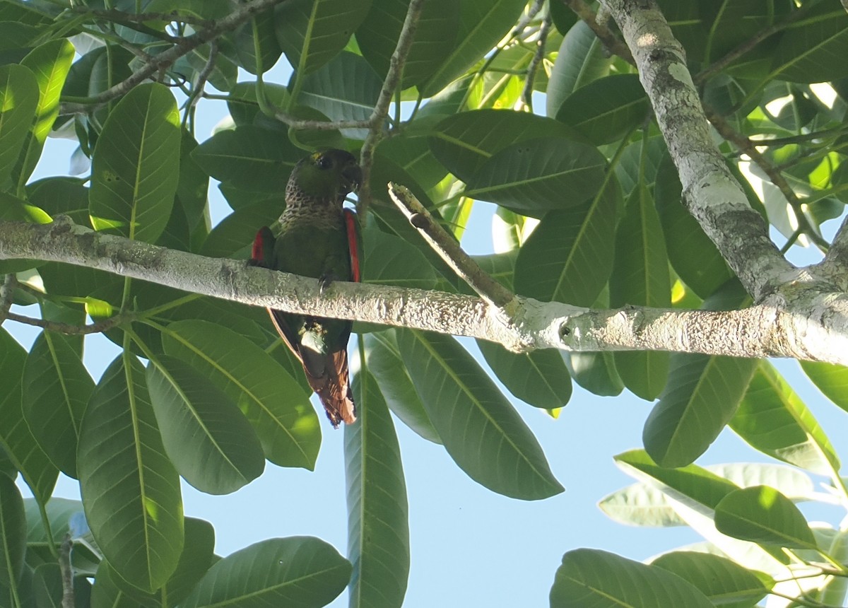 Black-capped Parakeet - ML646381241