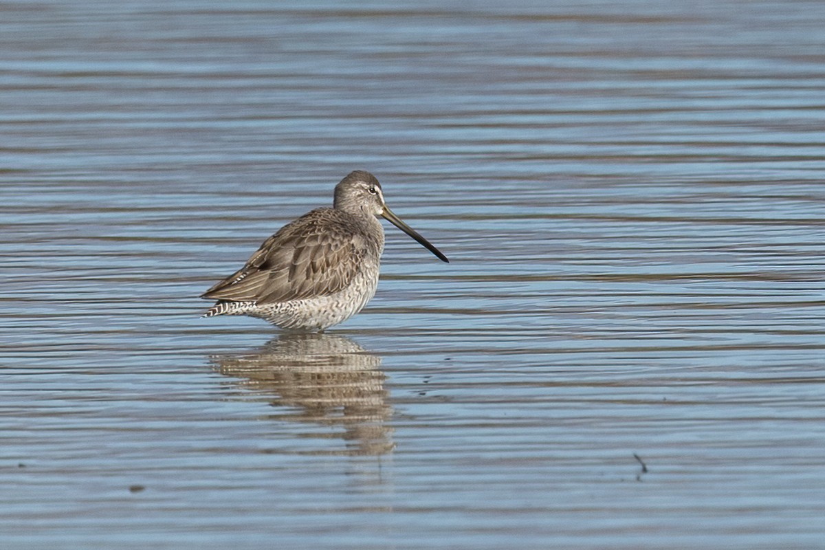 Long-billed Dowitcher - ML646381243