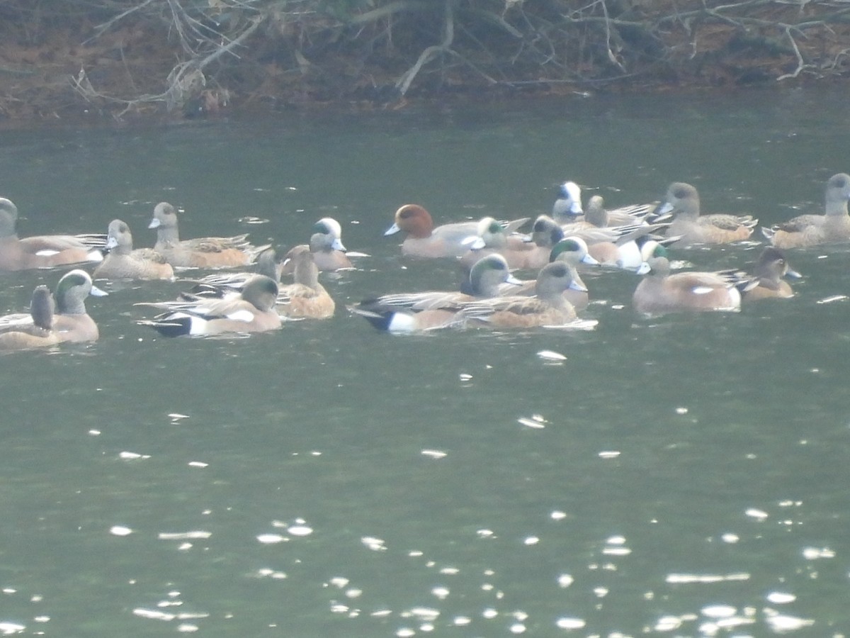 Eurasian Wigeon - ML646381249