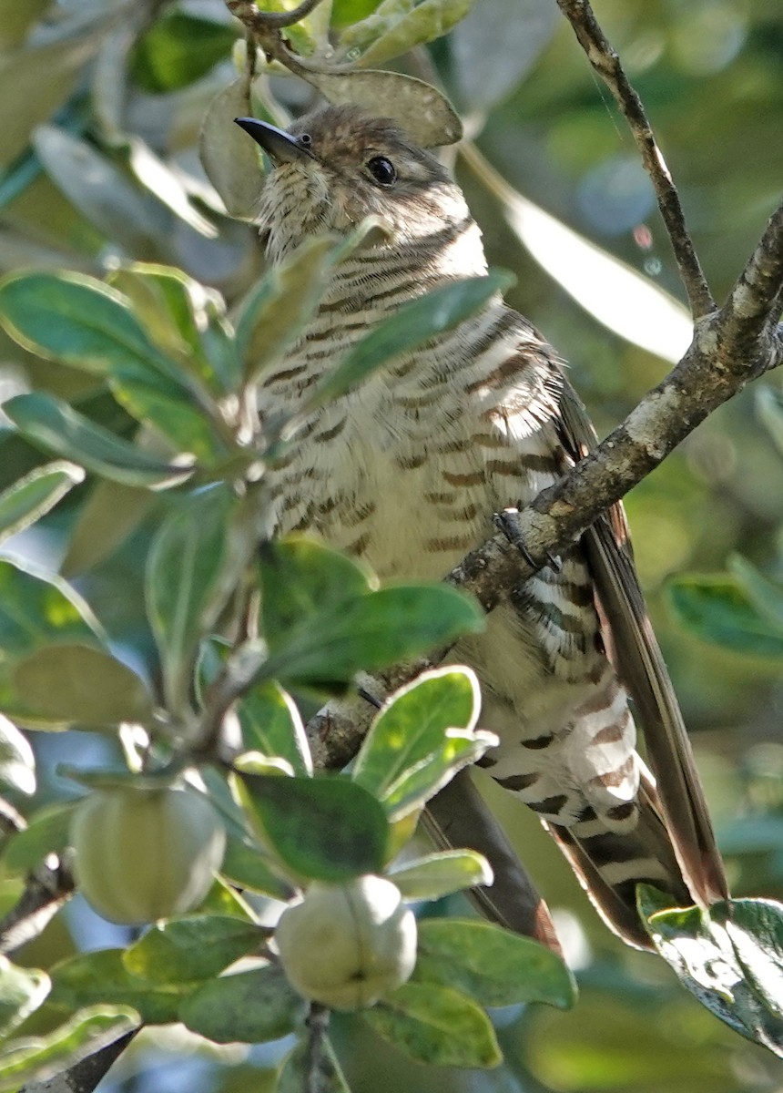 Shining Bronze-Cuckoo - ML646381250