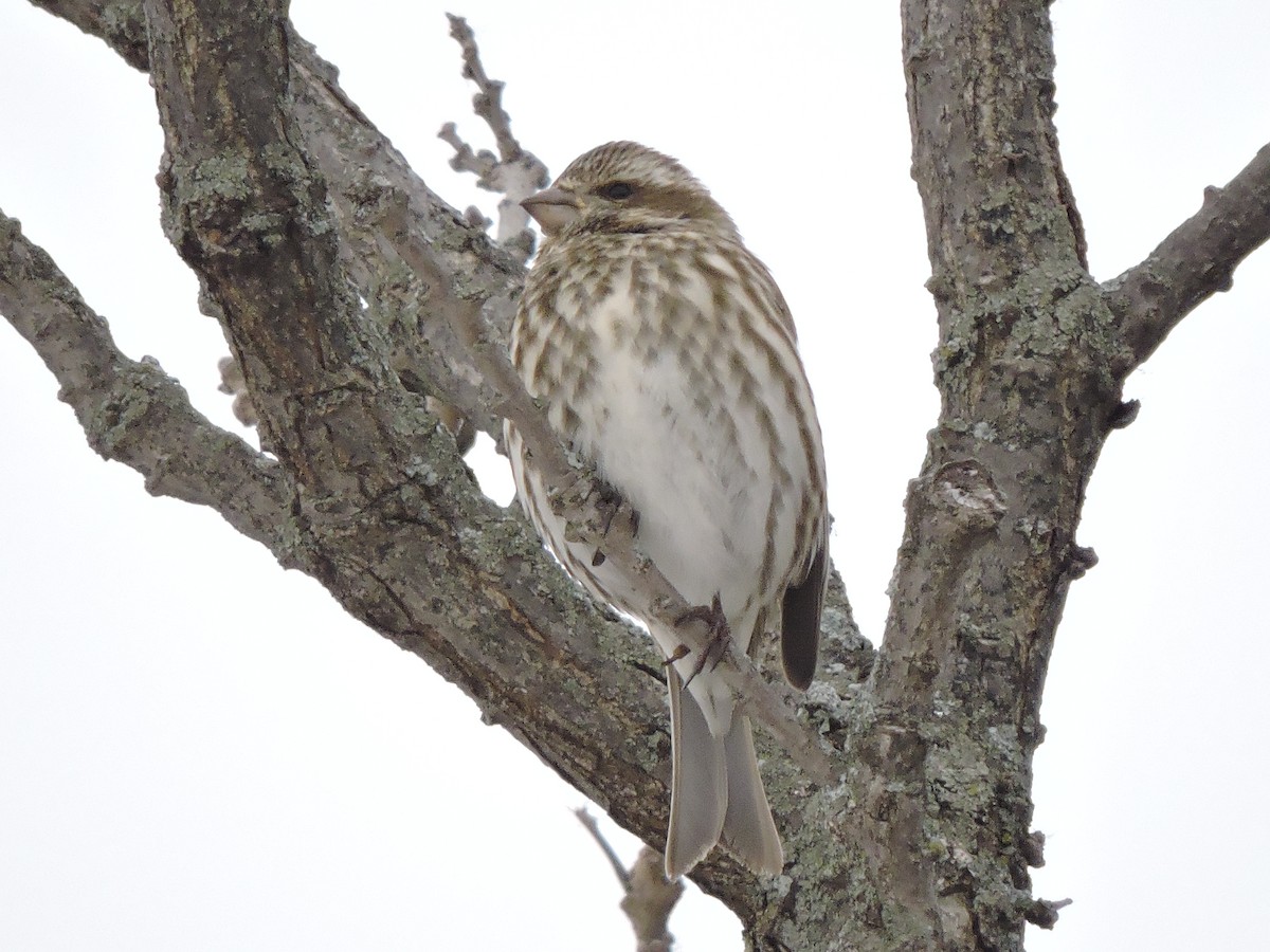 Purple Finch - ML646381252