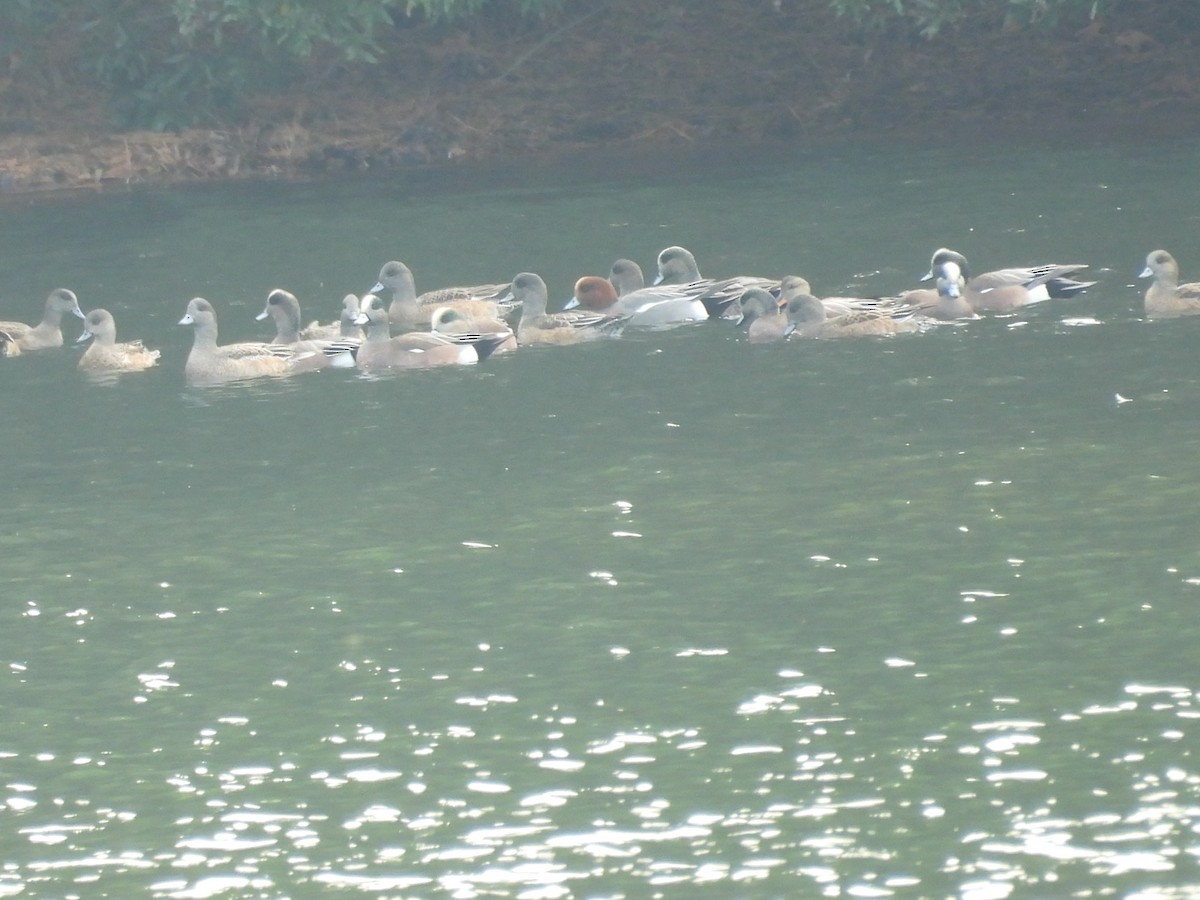 Eurasian Wigeon - ML646381253