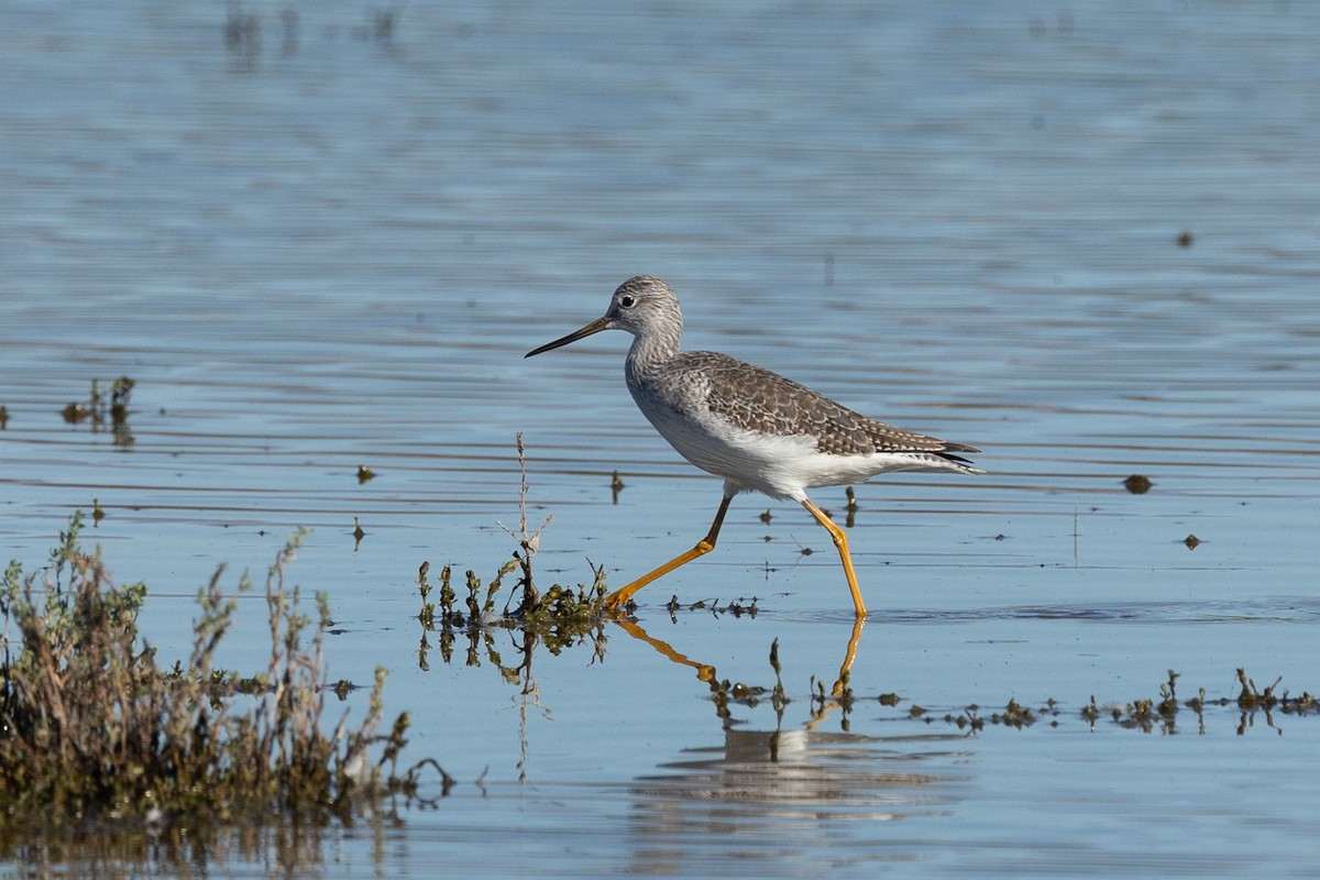 Greater Yellowlegs - ML646381256