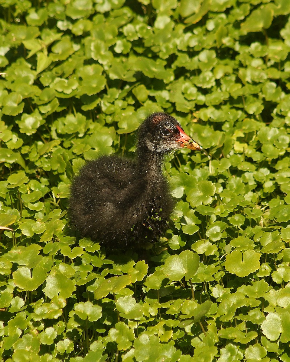 slípka americká [skupina galeata] - ML646381257