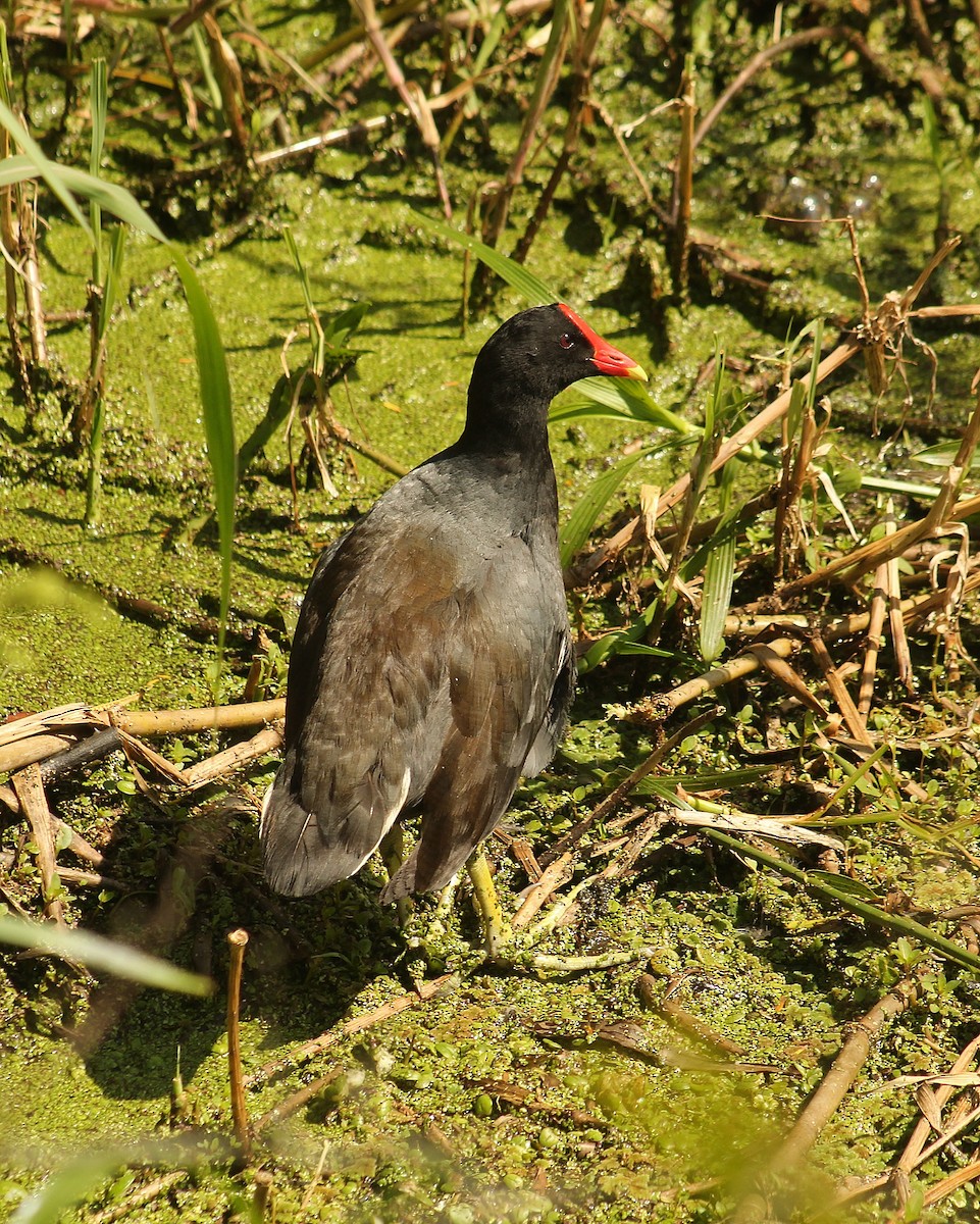 slípka americká [skupina galeata] - ML646381259
