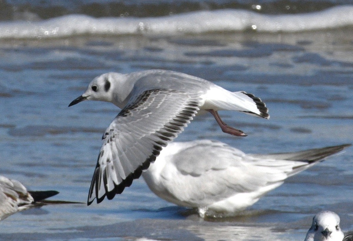 Bonaparte's Gull - ML646381260