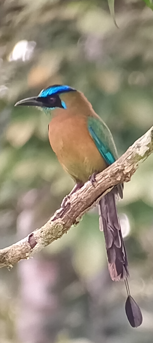 Lesson's Motmot - ML646381262