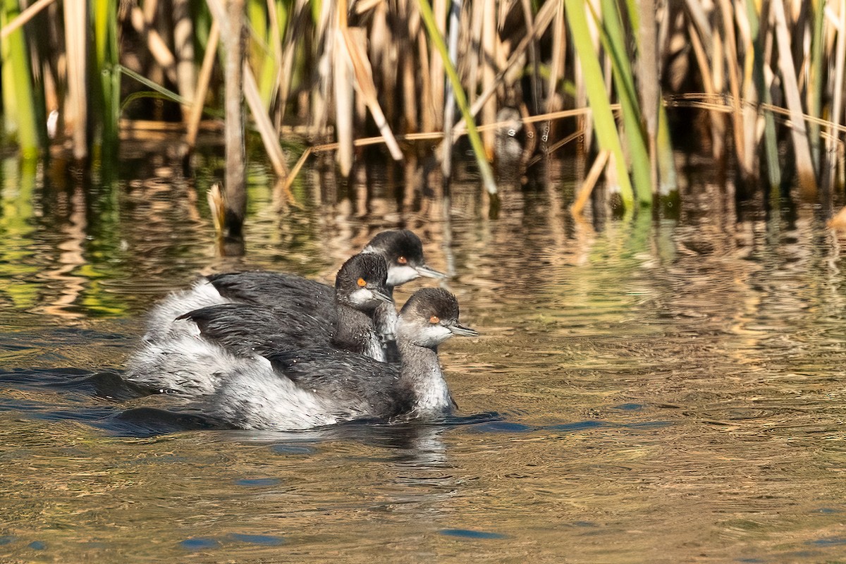 potápka černokrká - ML646381263